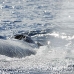 whale_humpback_h_00300_dom2343.jpg